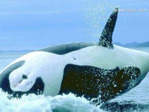 关于鲸鱼关于鲸鱼的资料,揭秘海洋巨兽的奥秘与传奇故事